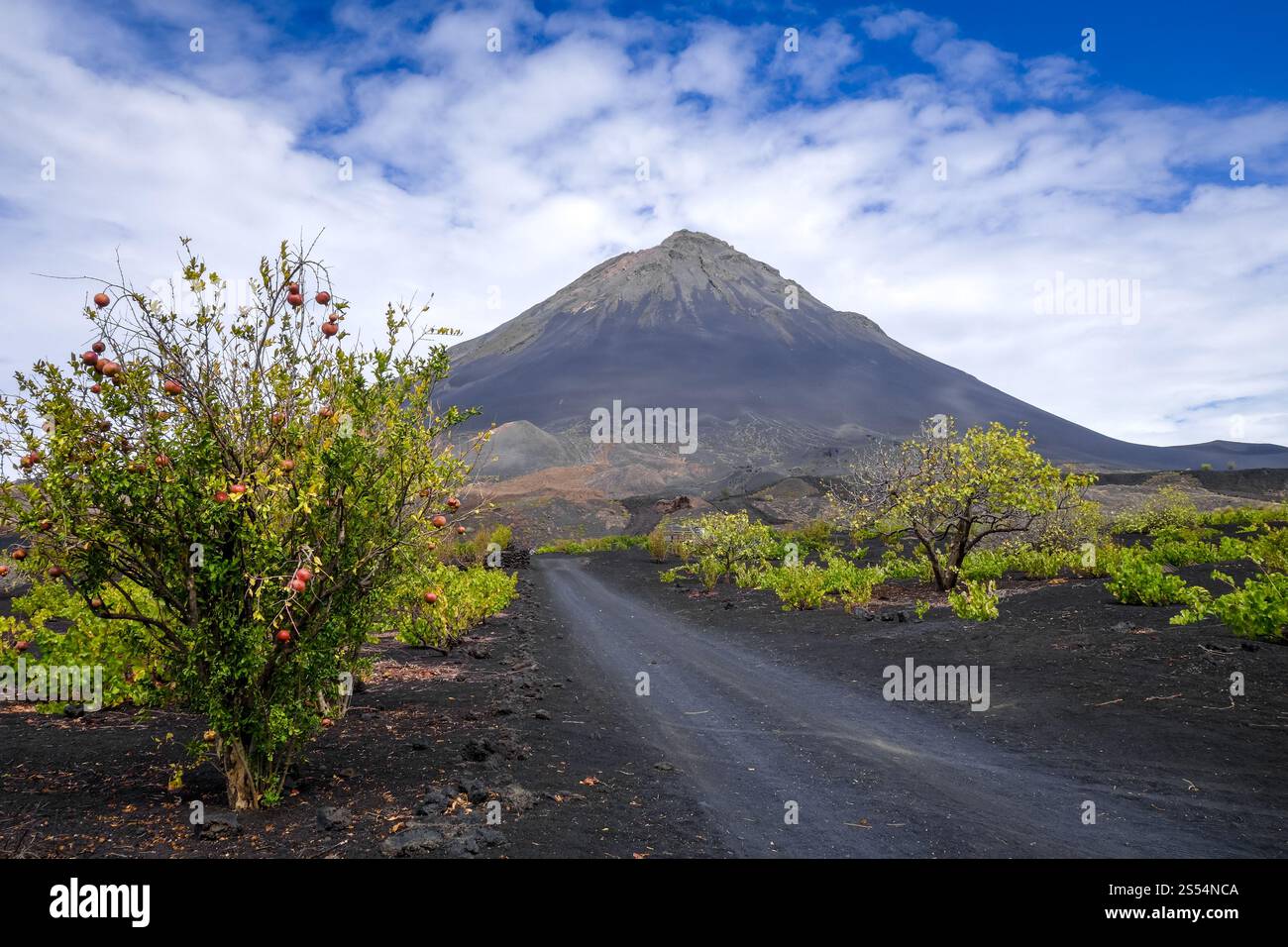 Pico do Fogo and vine growing in Cha das Caldeiras, Cape Verde. Pico do ...