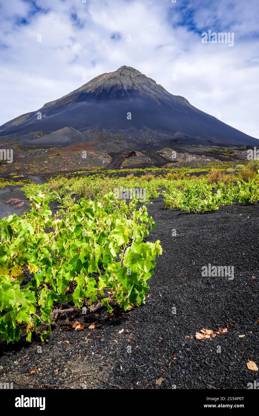 Pico do Fogo and vine growing in Cha das Caldeiras, Cape Verde. Pico do ...