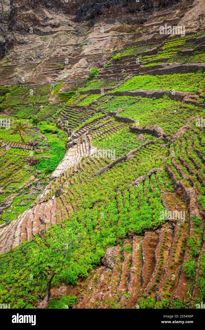 terrace-fields-in-santo-antao-island-cape-verde-africa-terrace