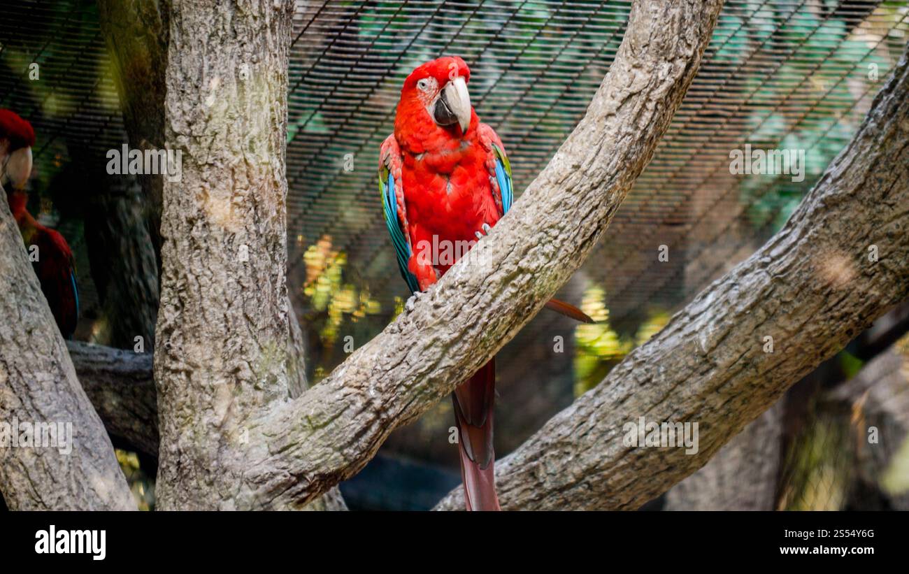 Beautiful red colorful macaw parrot sitting on the tree branch in zoo ...