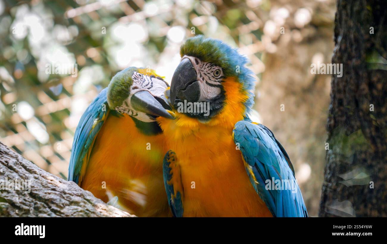 View of Closeup photo of macaw parrots couple cleaning each others feathers in ...