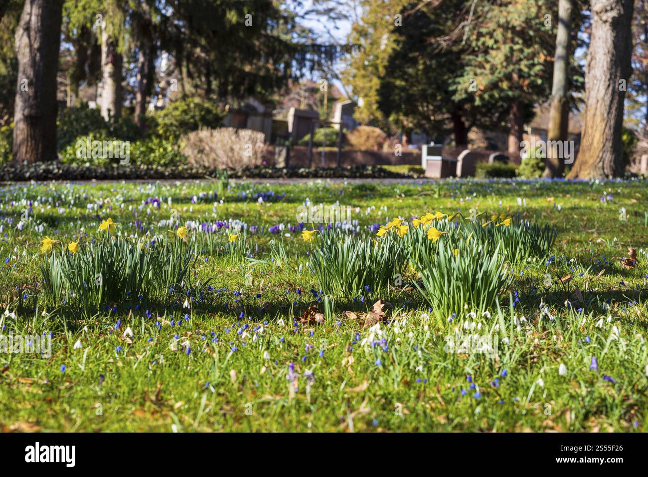 Daffodils (narcissus), crocuses (crocus), snowdrops (galanthus) and blue stars (scilla) bloom between graves, spring at Trinitatisfriedhof Riesa, Saxo Stock Photo