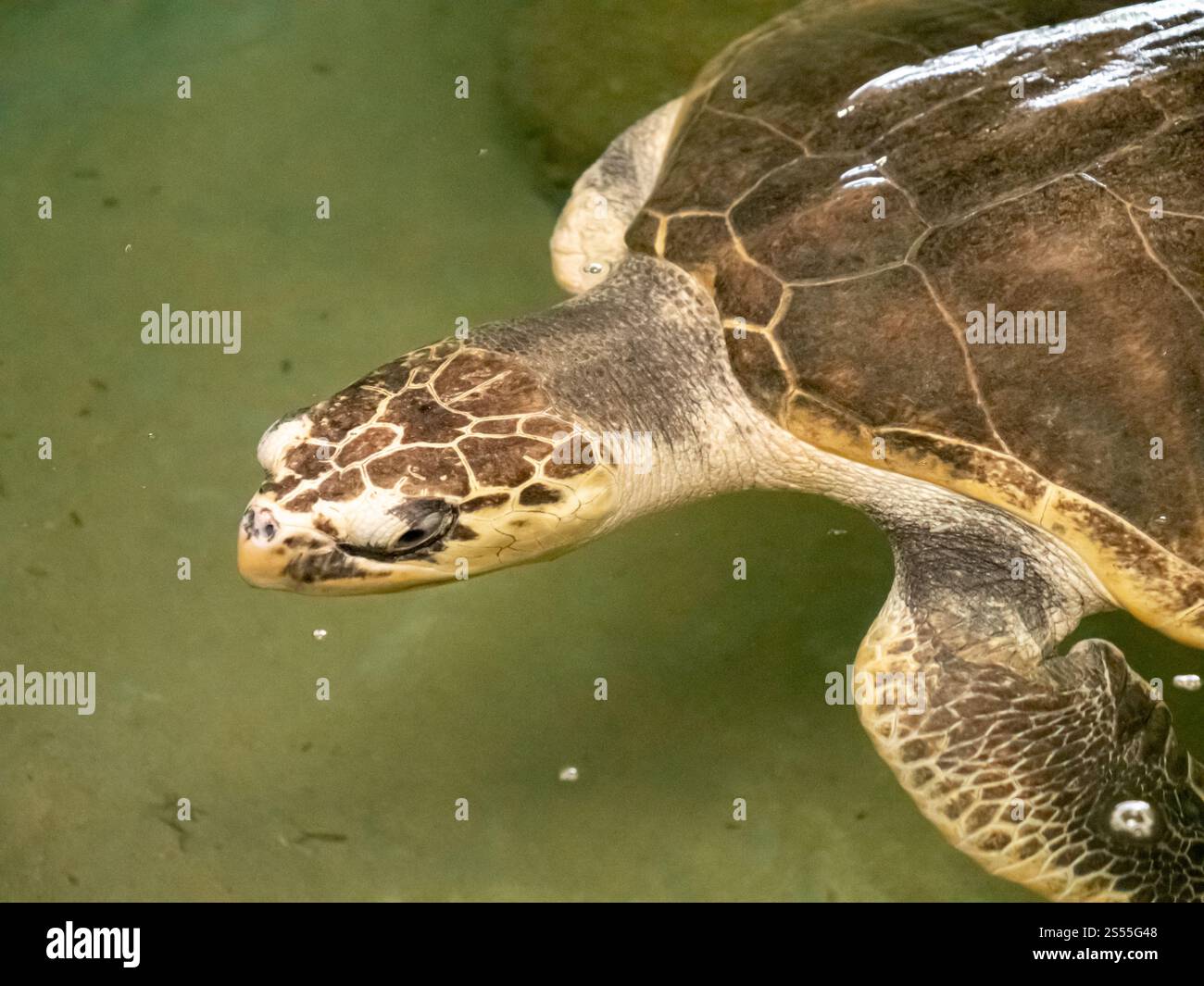 Closeup photo turtle head swimming in big tank at wildlife rescue center. Closeup image turtle head swimming in big tank at wildlife rescue center Stock Photo