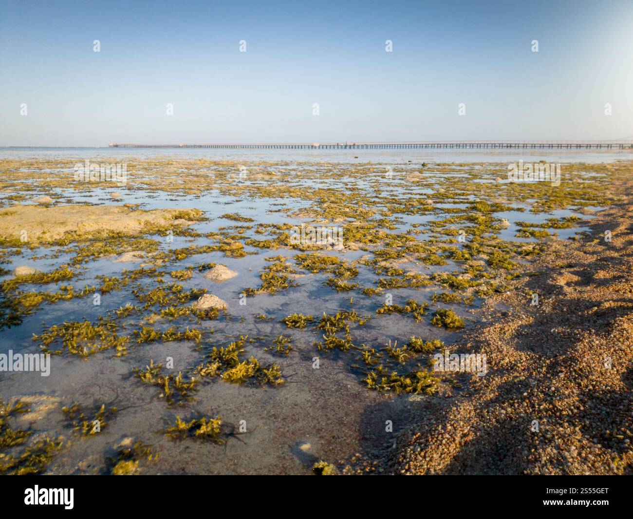 Perfect landscape of coral reef, sea weeds and long pier at sea lit by sunset light rays. Beautiful landscape of coral reef, sea weeds and long pier Stock Photo