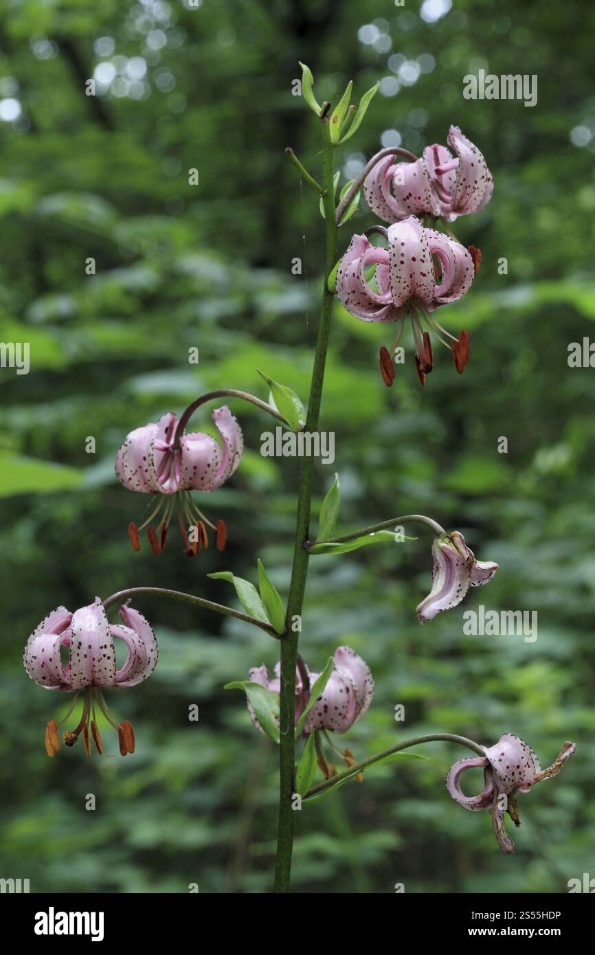 Turk's cap lily, Lilium martagon Stock Photo