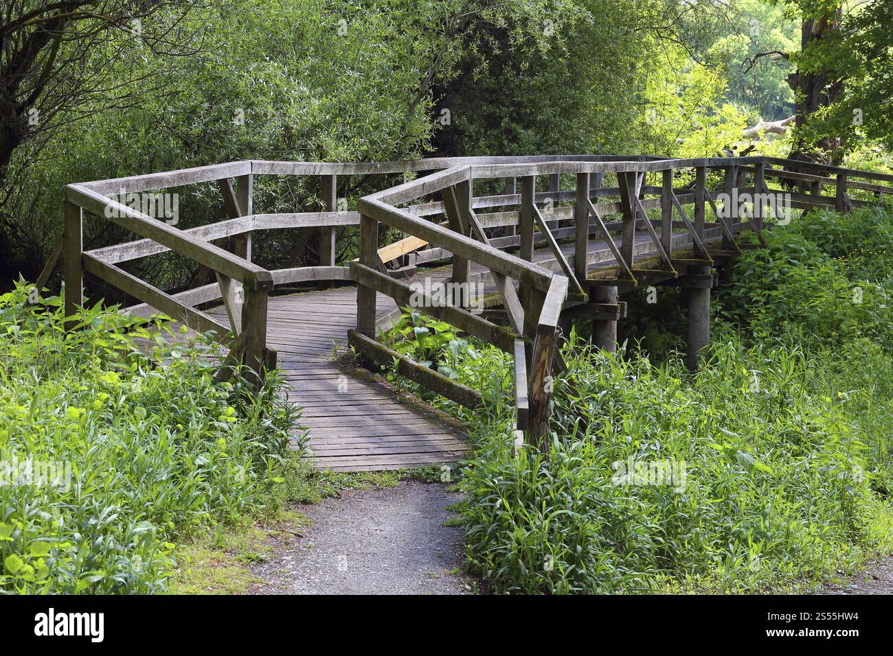 Wooden bridge in the forest Stock Photo - Alamy