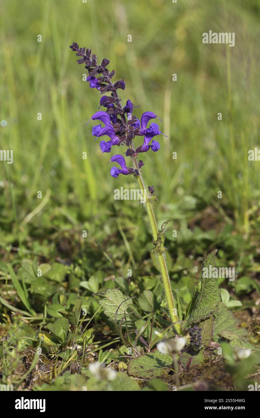 Meadow Sage Salvia Pratensis Meadow Sage Stock Photo Alamy meadow-sage-salvia-pratensis-meadow-sage-stock-photo-alamy