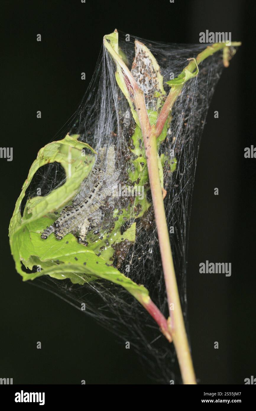 Yponomeuta evonymella Stock Photo