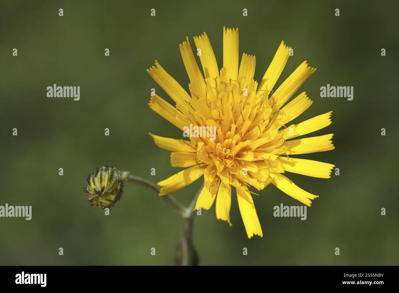 Forest hawkweed, Hieracium murorum syn. sylvaticum Stock Photo