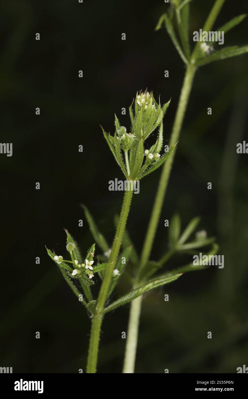 Cleavers Galium Aparine In Hi res Stock Photography And Images Alamy Cleavers Galium Aparine In Hi res Stock Photography And Images Alamy