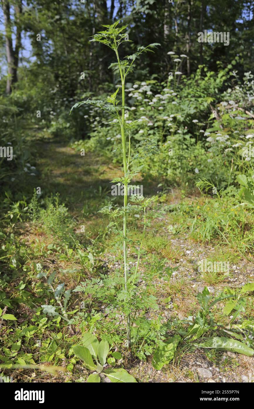 Aethusa cynapium, dog parsley, Fools Parsley Stock Photo