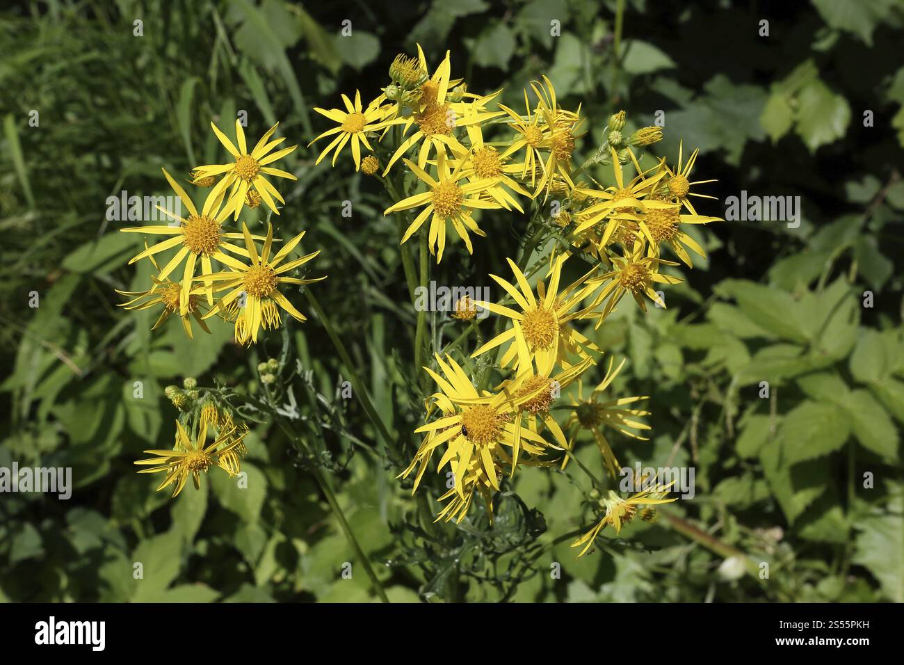 St James' ragwort, Senecio jacobaea, Common Ragwort Stock Photo - Alamy
