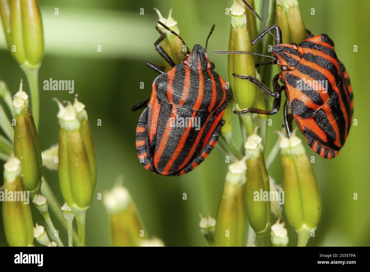 Graphosoma lineatum, striped bug, shield bug Stock Photo