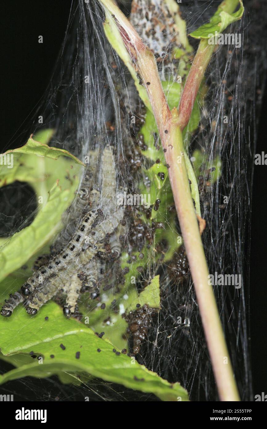 Yponomeuta evonymella Stock Photo