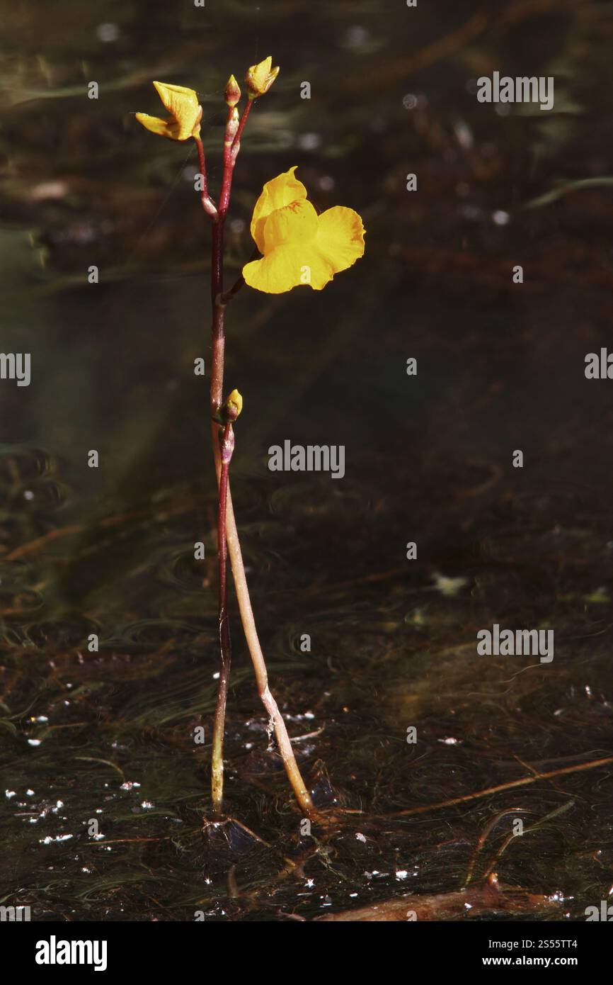 Common bladderwort, Utricularia vulgaris, water hose Stock Photo