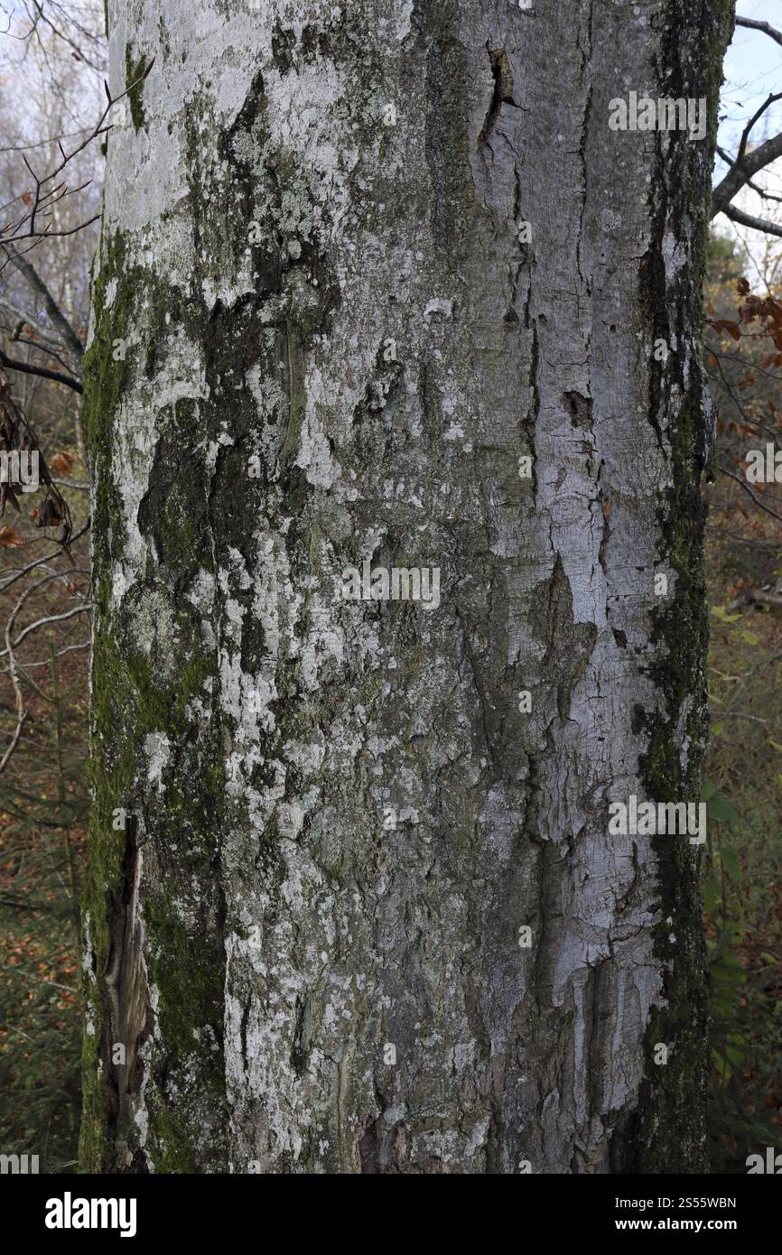 Beech (Fagus sylvatica) trunk and bark Stock Photo - Alamy