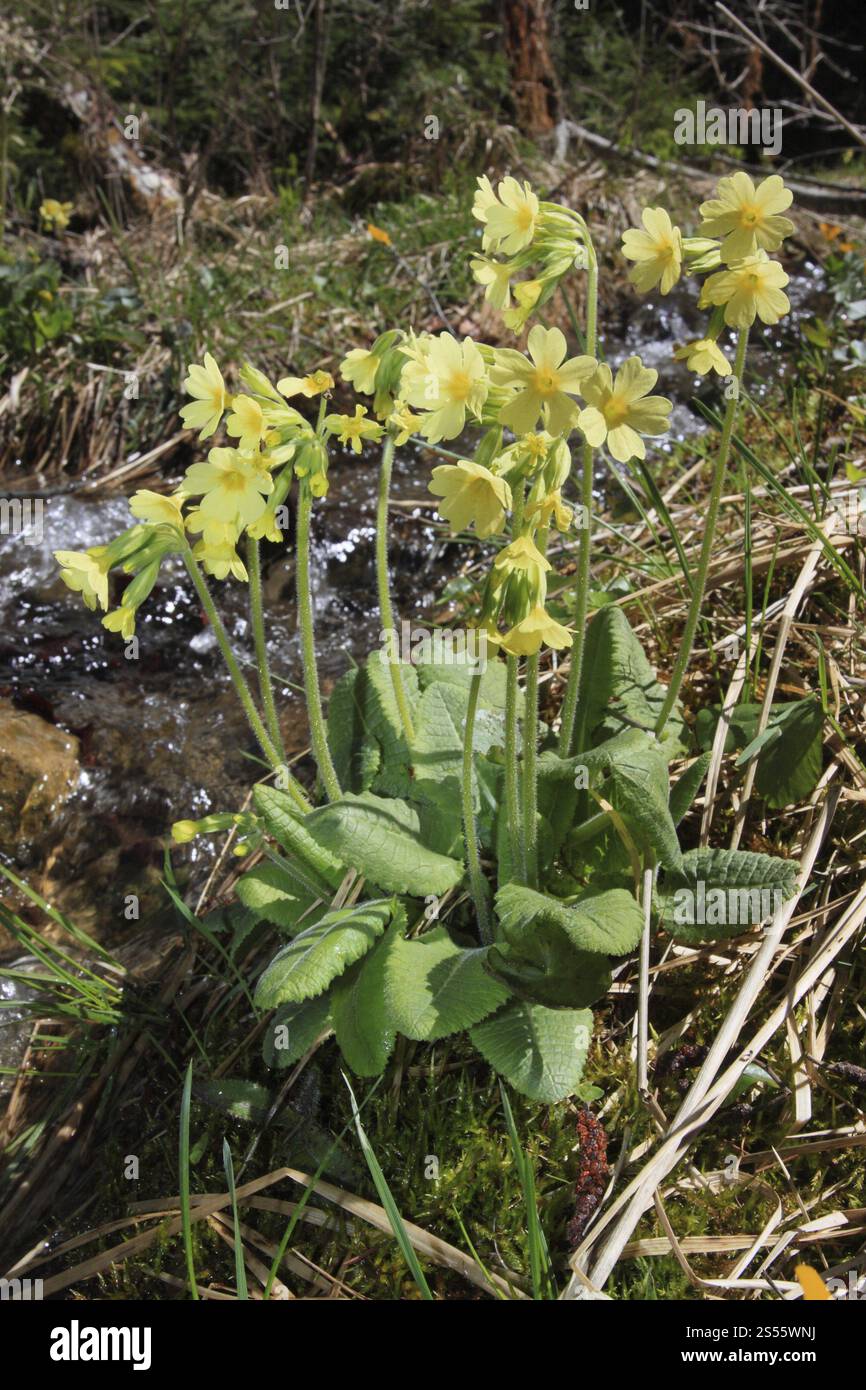 Common oxlip hi-res stock photography and images - Alamy