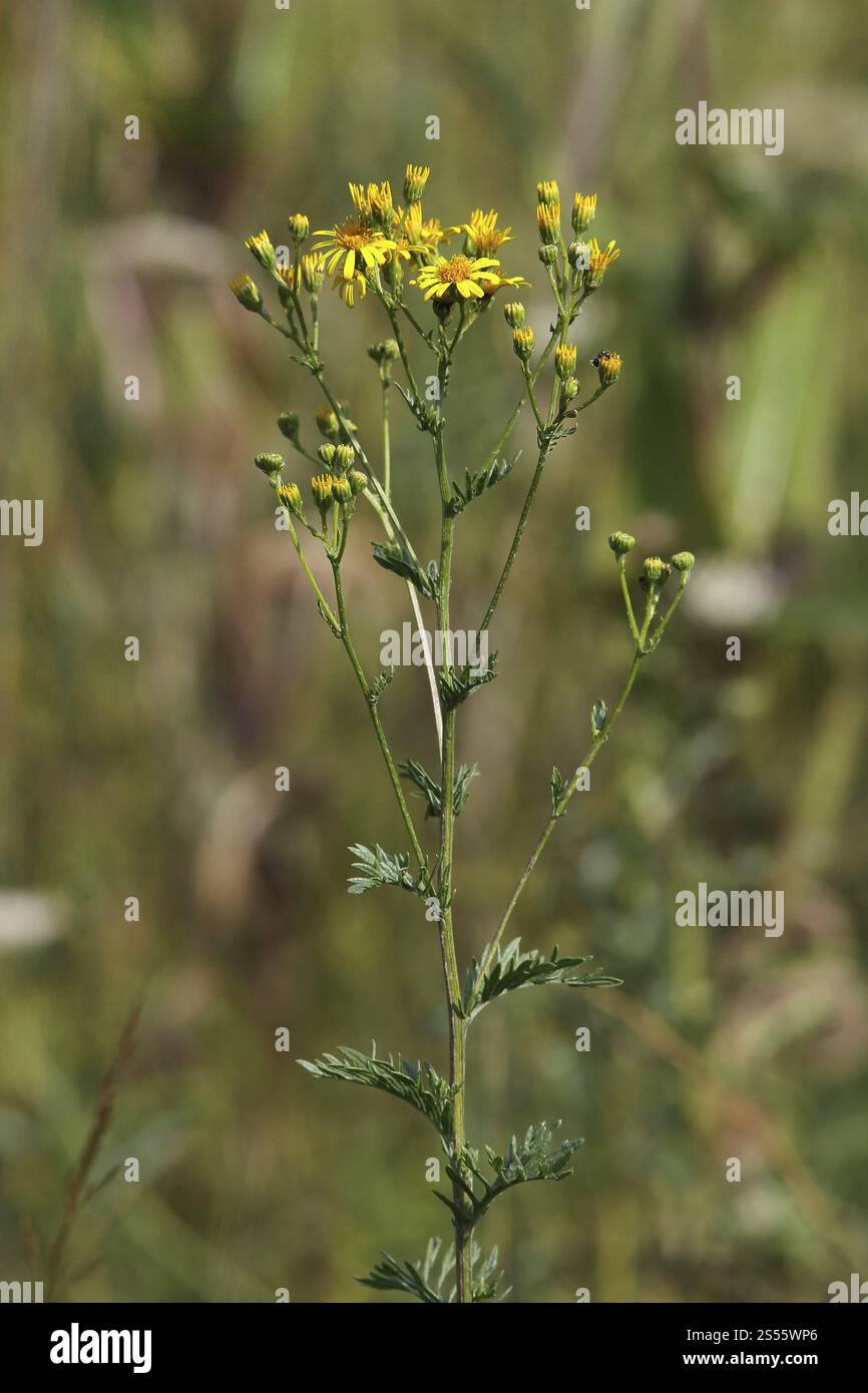 Sheep Ragwort Senecio erucifolius, Hoary Ragwort, Rough-leaved Ragwort Stock Photo ...