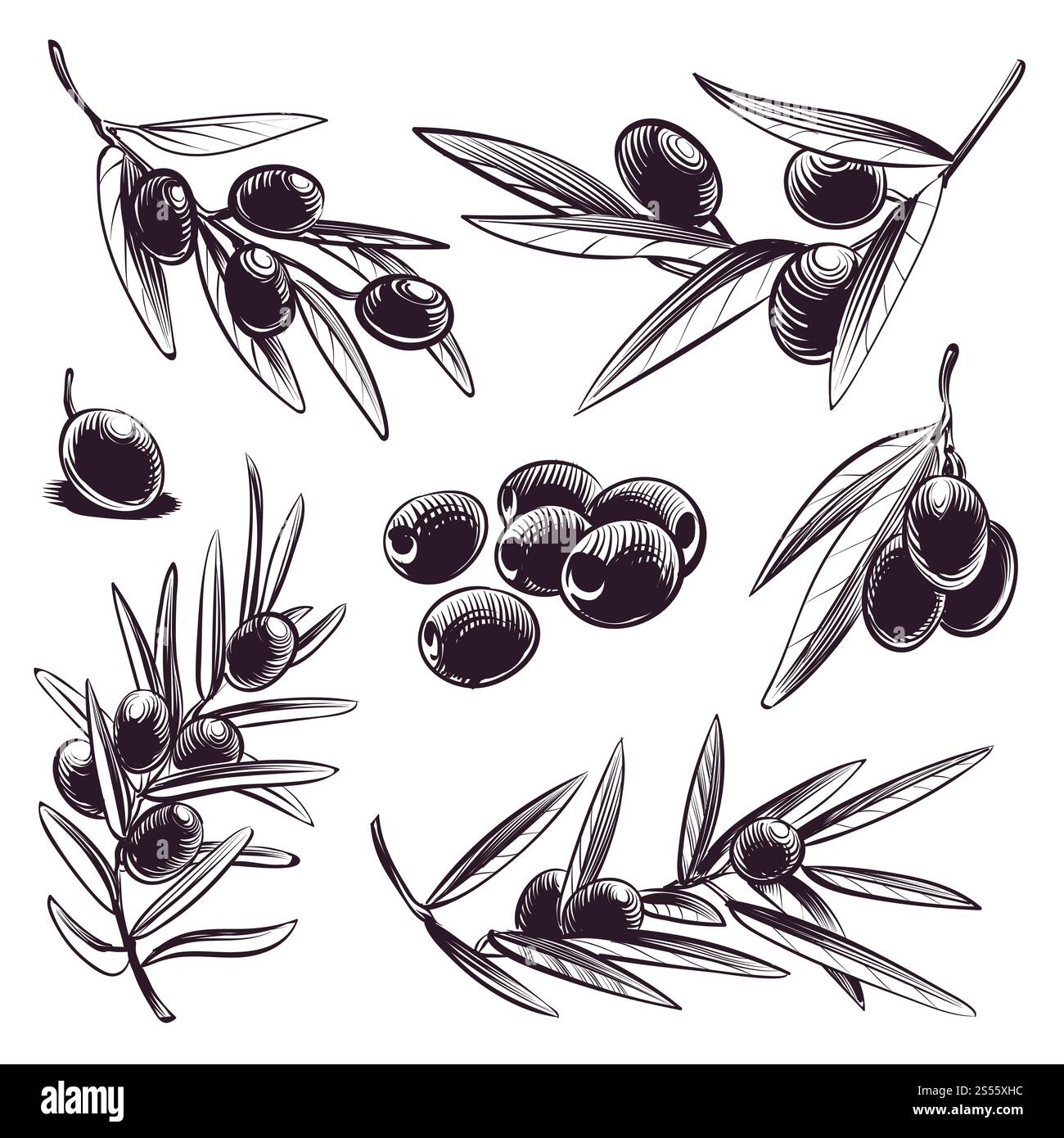 Hand drawn olive. Tree brunches with olives and leaves. Vintage sketch ...