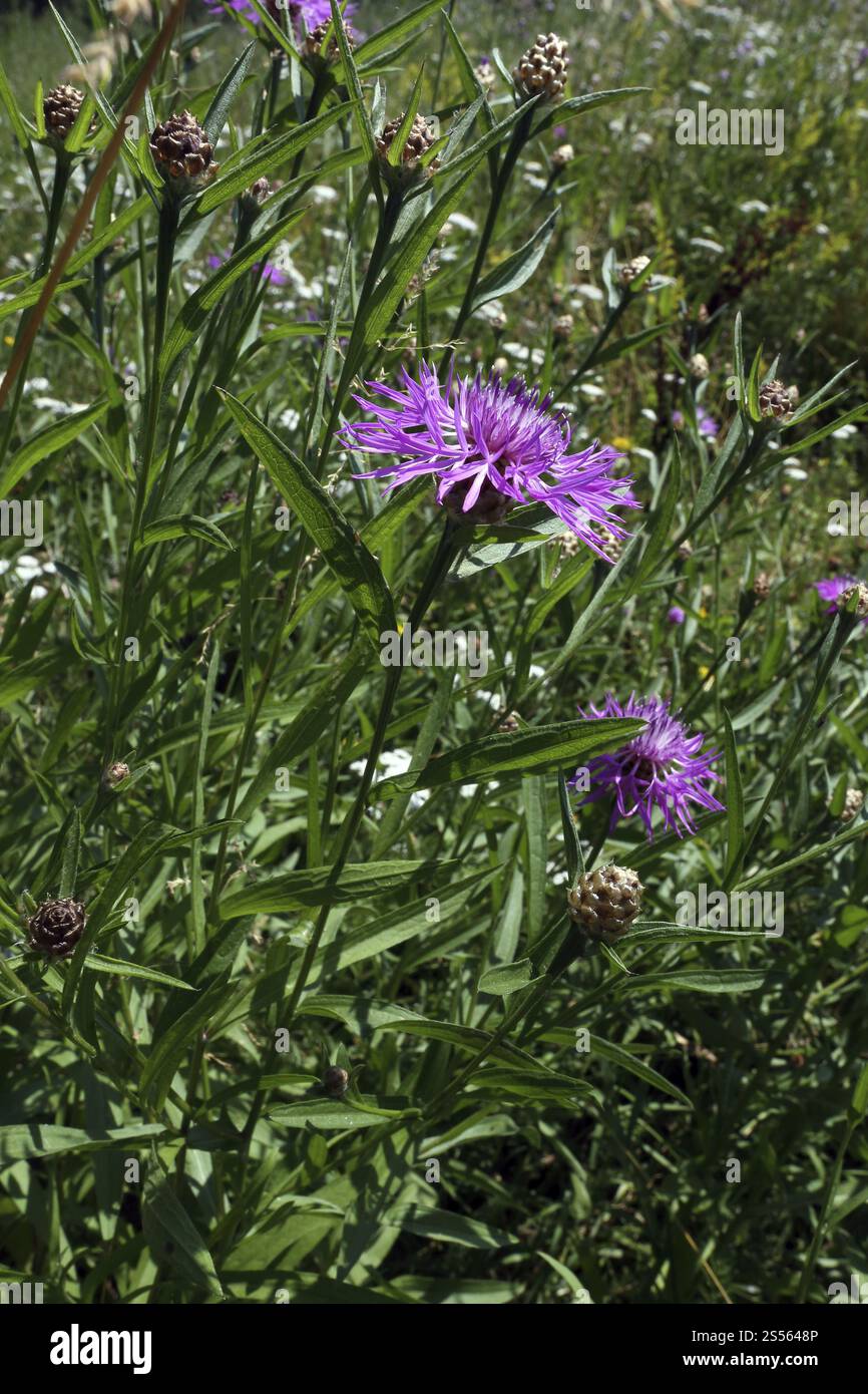 Knapweed flowers in bloom hi-res stock photography and images - Alamy