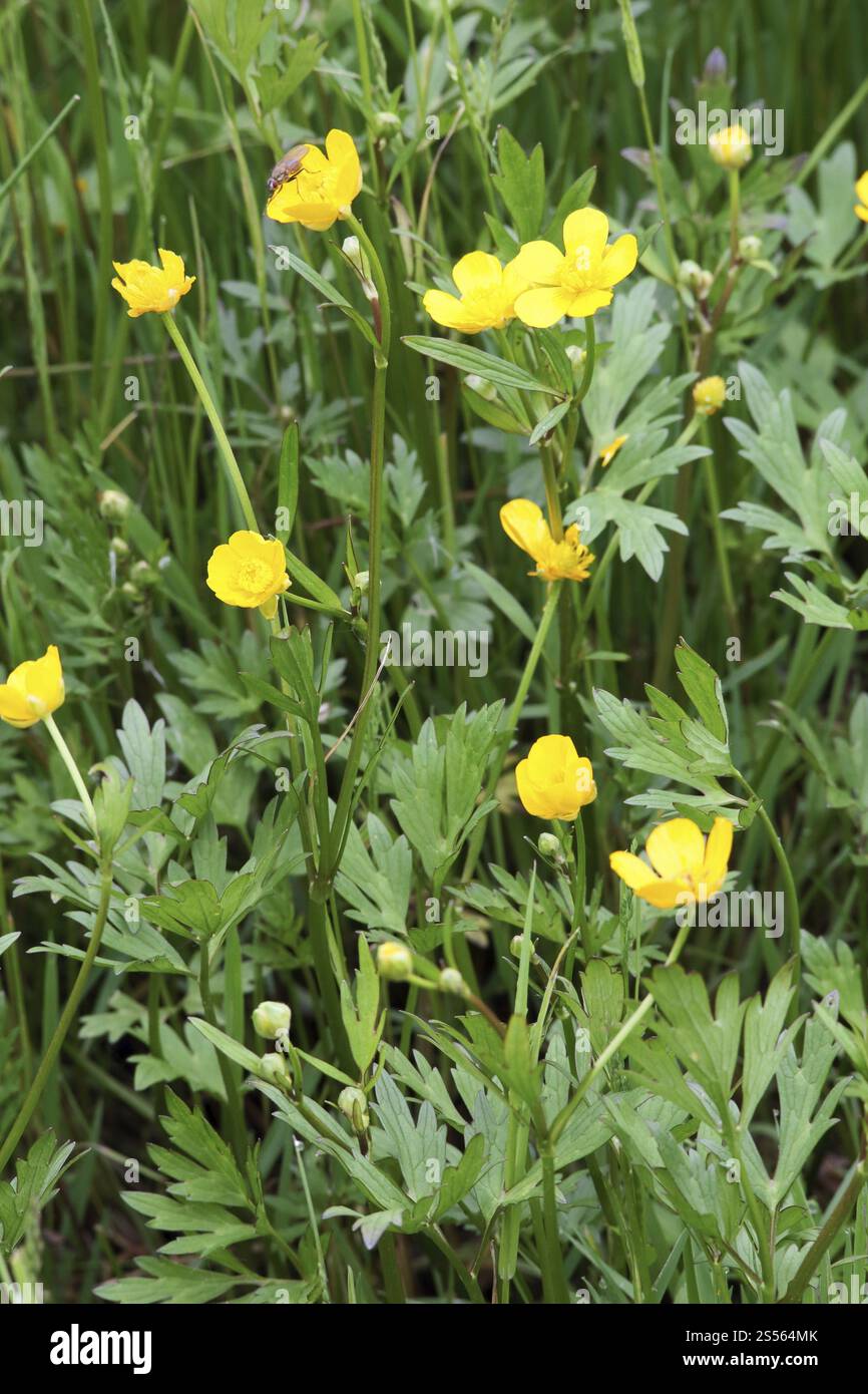 Golden Ranunculus Golden Buttercup, Ranunculus auricomus, Goldilocks Buttercup Stock ...