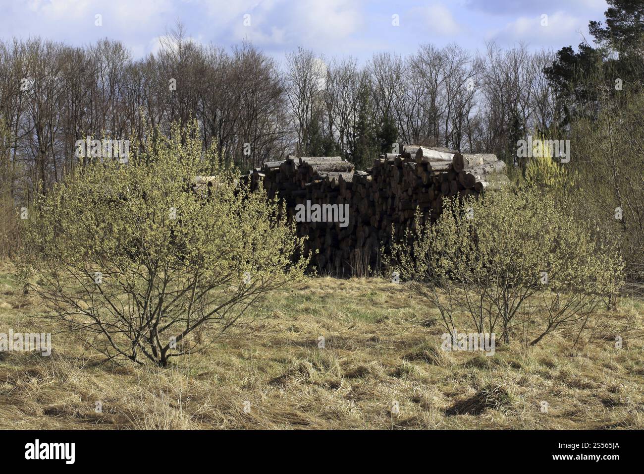 Goat willow, Salix caprea Stock Photo - Alamy