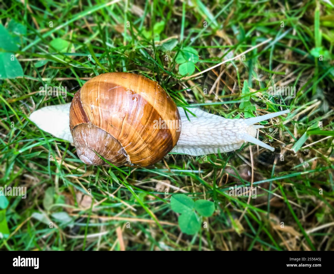 Snail in the grass close-up background. Macro photography. Snail in the grass Stock Photo