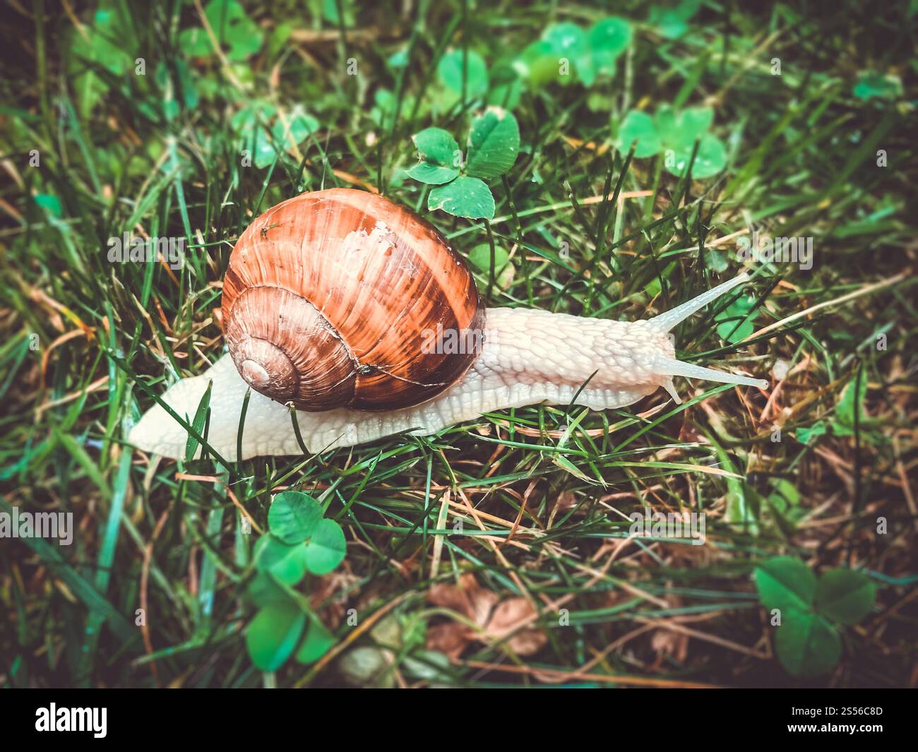 Snail in the grass close-up background. Macro photography. Snail in the grass Stock Photo