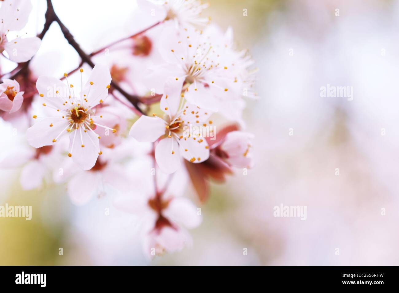 Cherry Blossom or Sakura flower on nature background Stock Photo - Alamy