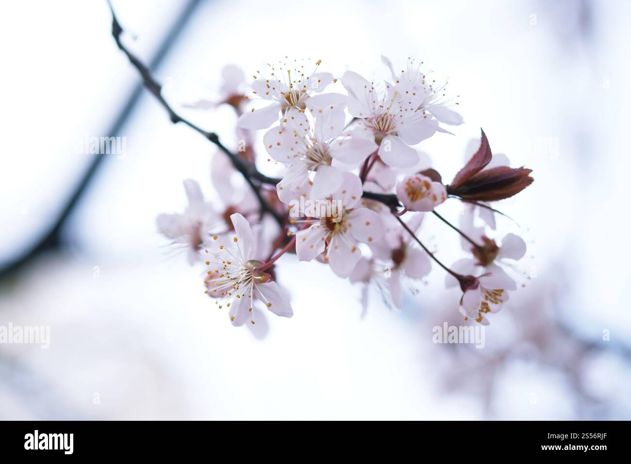 Cherry Blossom or Sakura flower on nature background Stock Photo - Alamy
