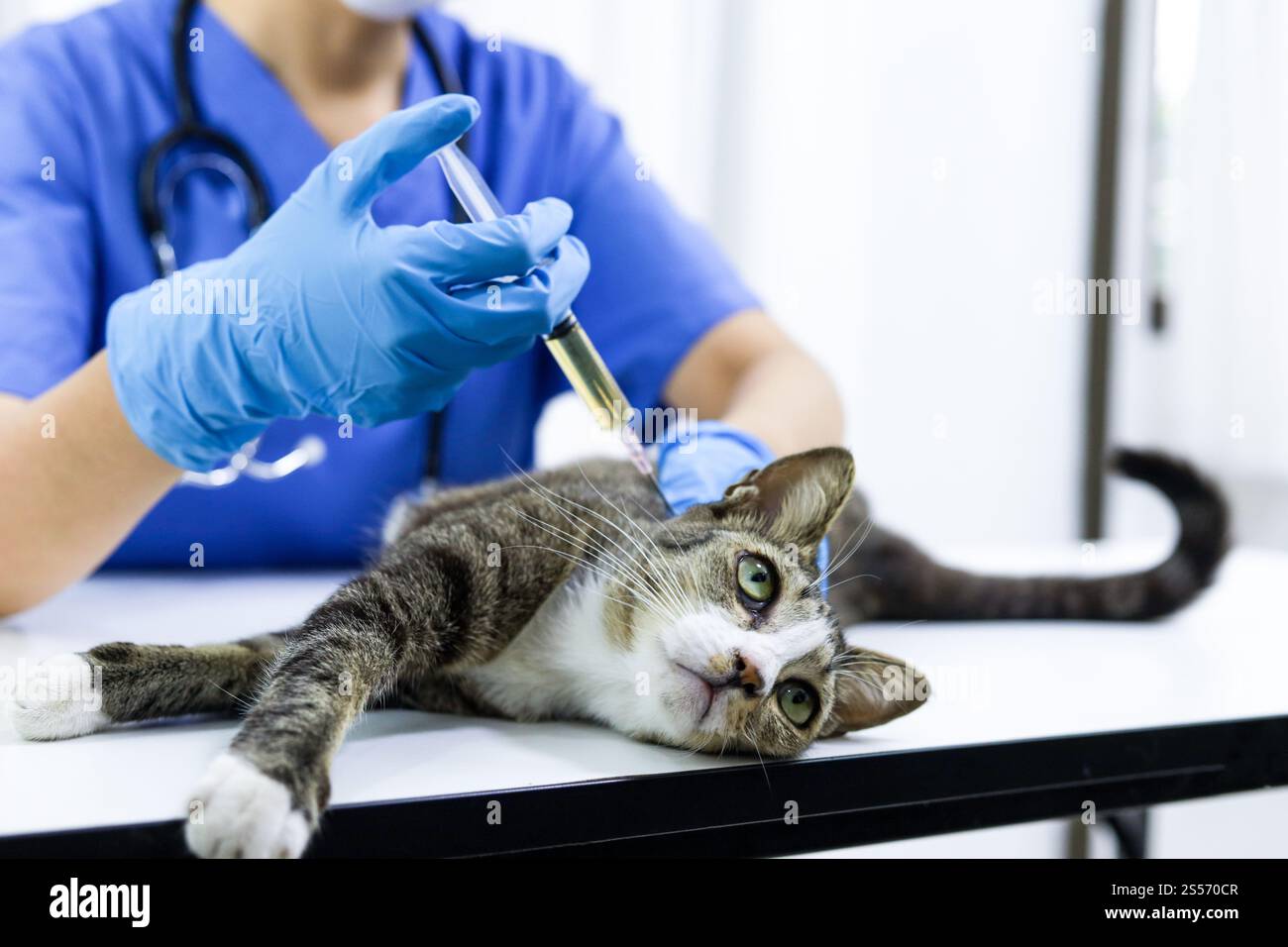 Cat on examination table of veterinarian clinic. Veterinary care. Vet ...