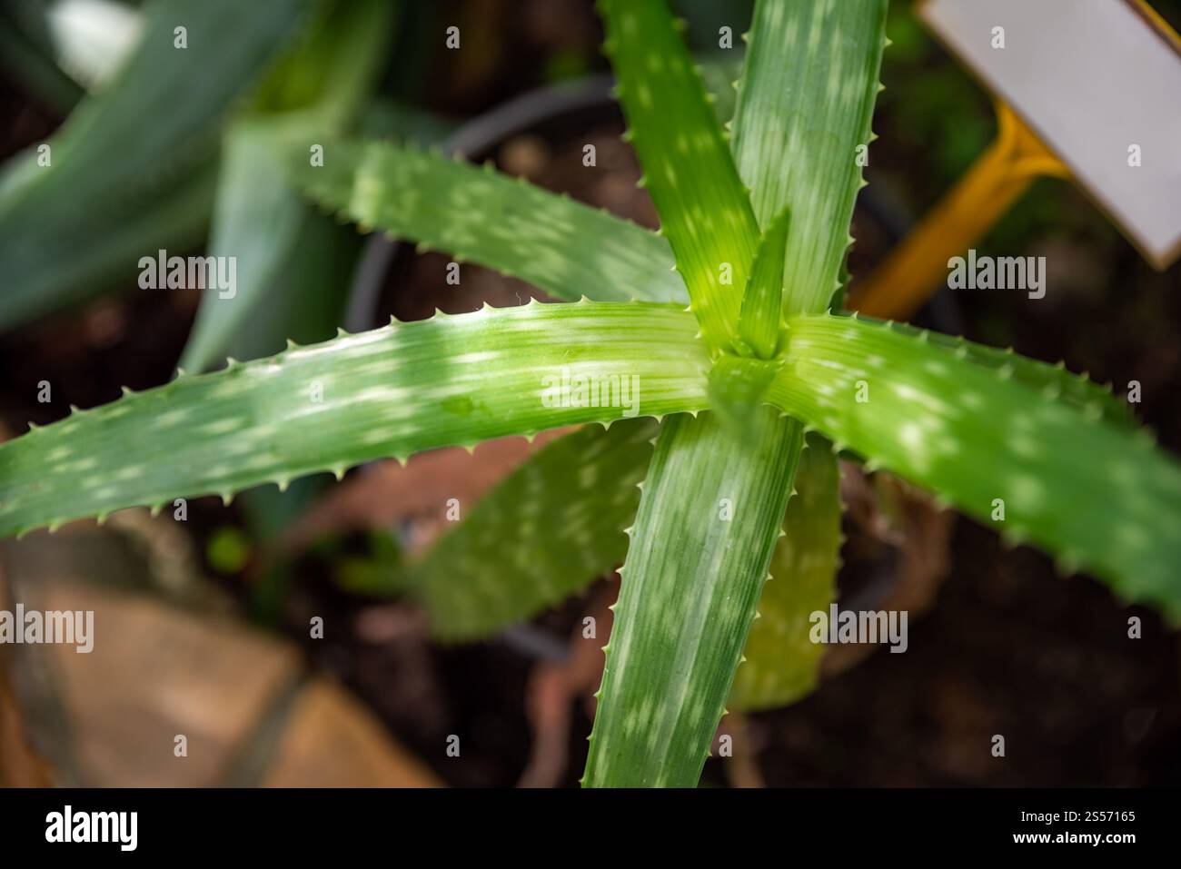 Aloe zebrina hi-res stock photography and images - Alamy
