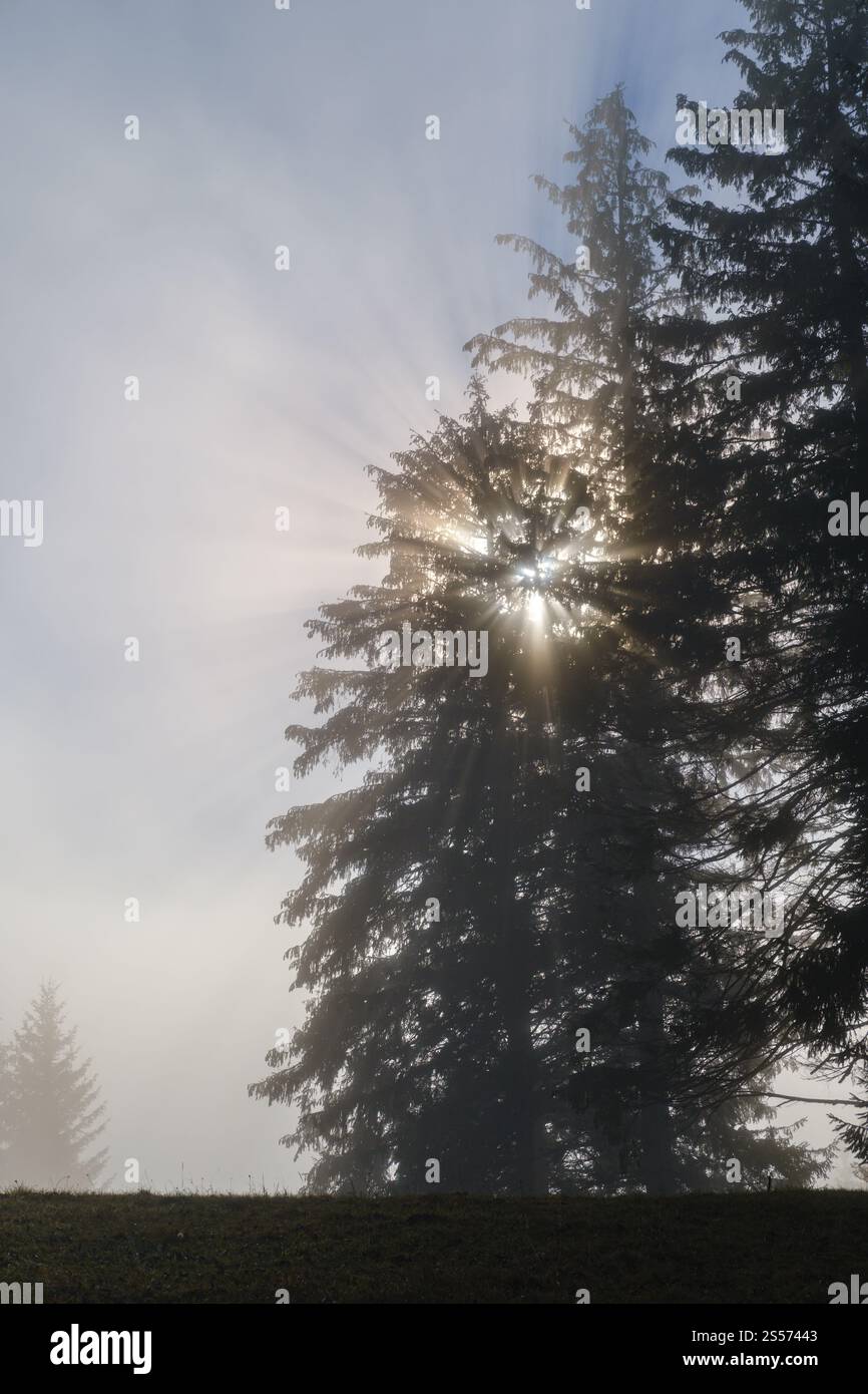 Morning sun rays hi-res stock photography and images - Alamy