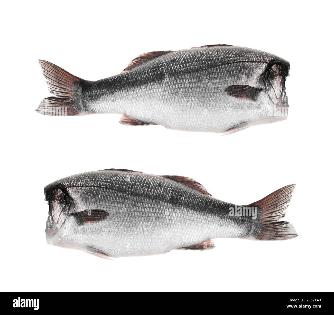 fishes without head on a white background Stock Photo - Alamy