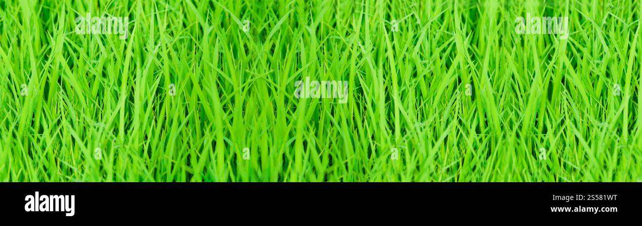 Green Grass close up background. Green Grass Stock Photo - Alamy