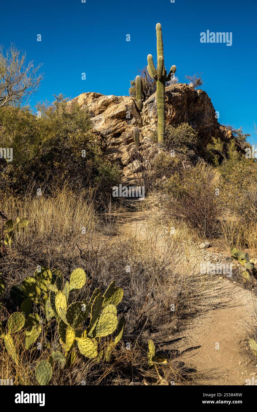 Pathway leads through the stunning Saguaro National Park East ...