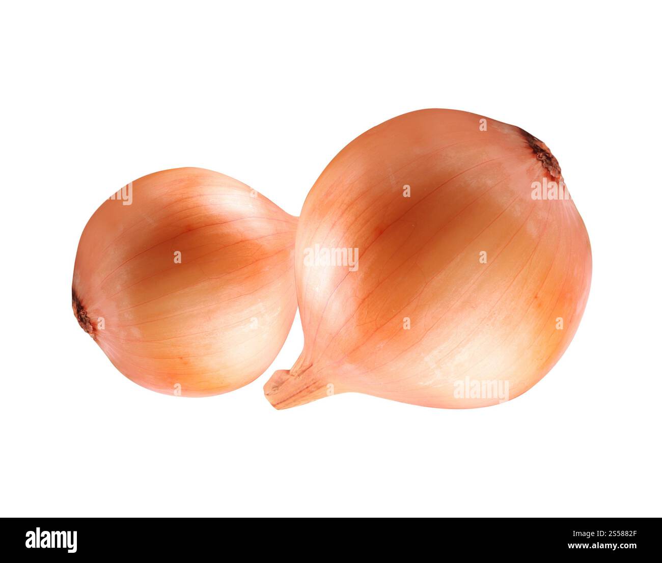 Onion isolated on white background Stock Photo