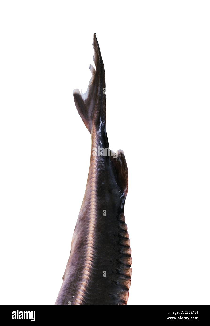 tail of a fish on a white background Stock Photo