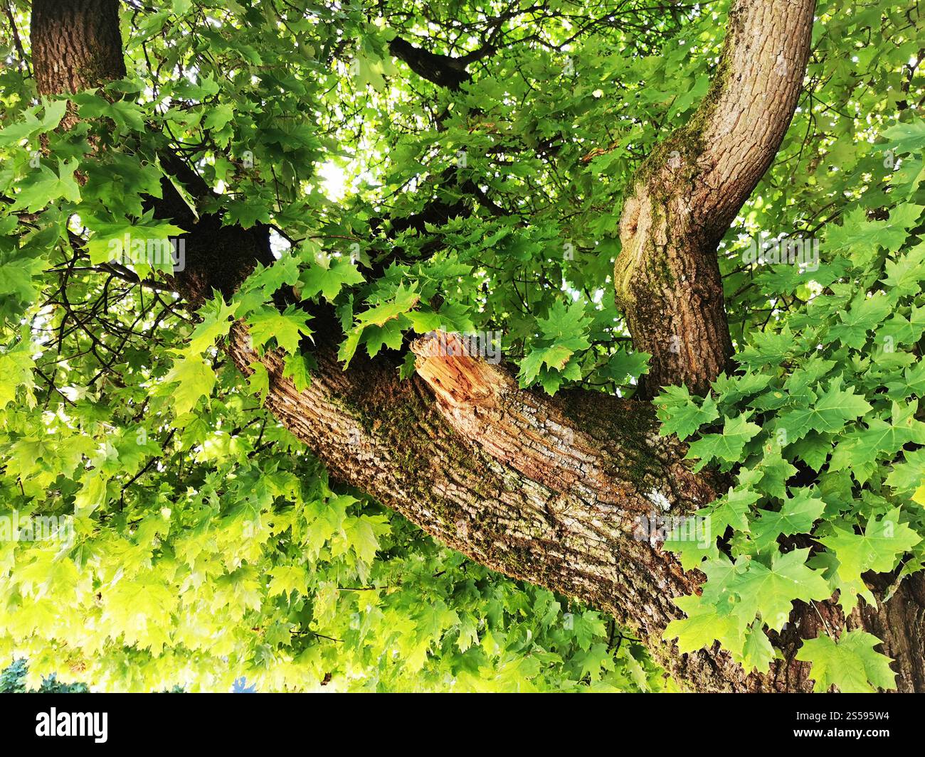 maple tree texture as very nice background Stock Photo - Alamy