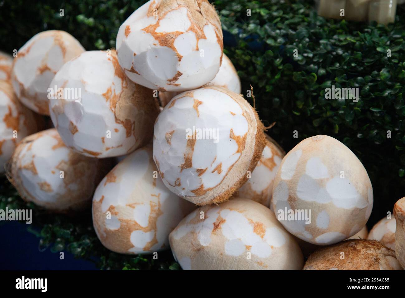 Small fresh coconuts at the Abastos market in Oaxaca, Mexico. Stock Photo