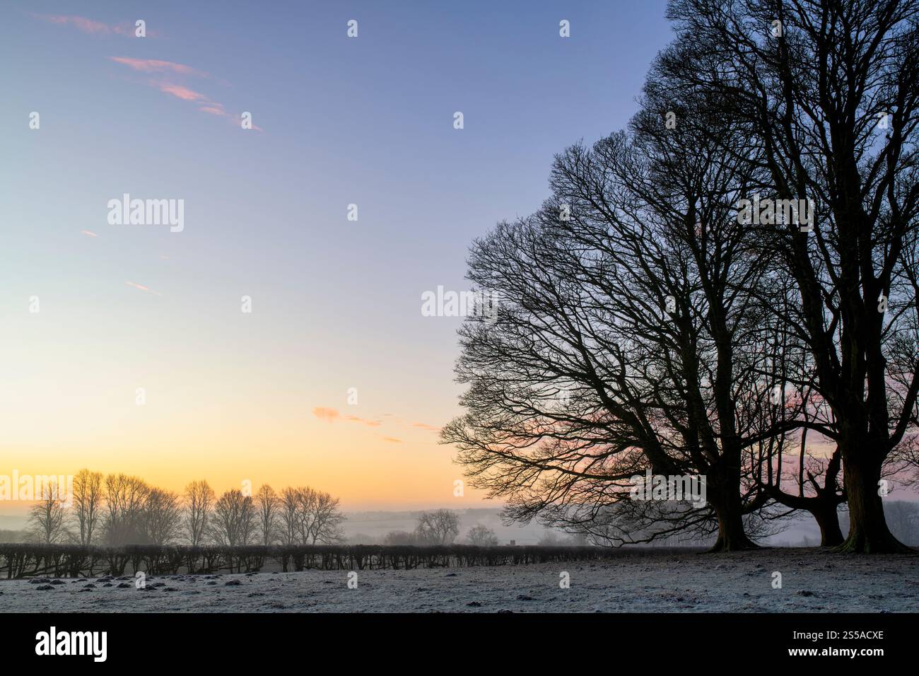 Silhouette winter trees in the frost at sunrise. Cotswolds,    Gloucestershire, England Stock Photo