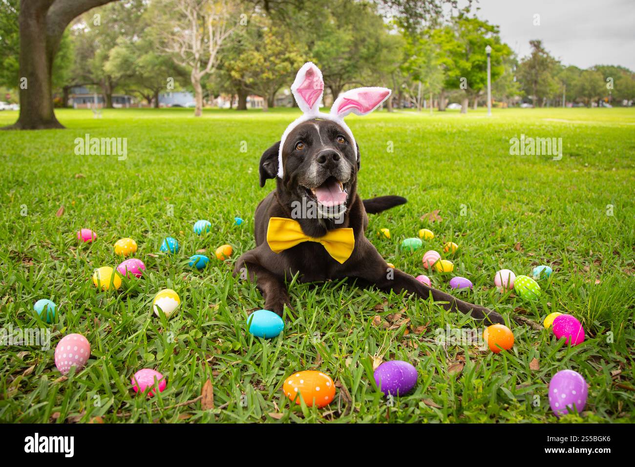 Portrait of a black labrador dog wearing bunny ears and a bow tie lying ...