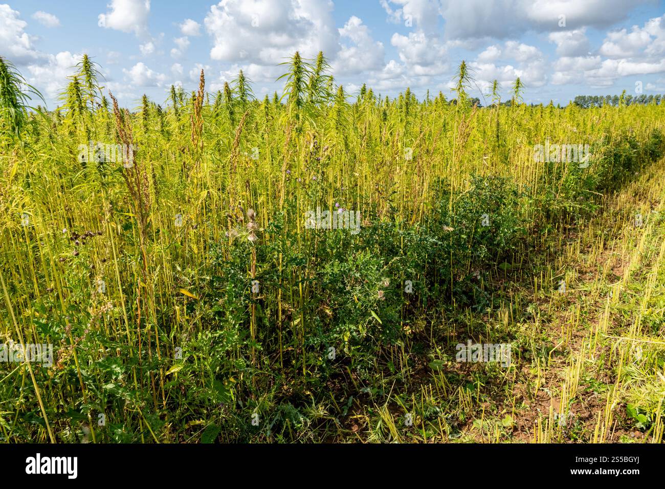 Avesnes-en-Val in the Seine-Maritime department (northern France): organic hemp harvesting, presence of weeds and thistles in the crop Stock Photo