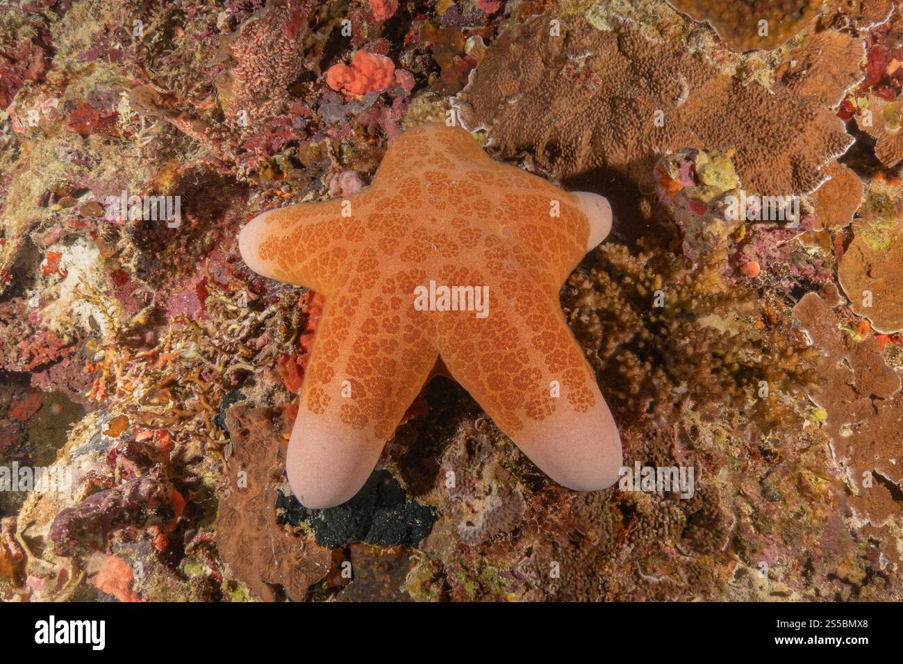 Starfish On the Seabed in the Sea of the Philippines Stock Photo