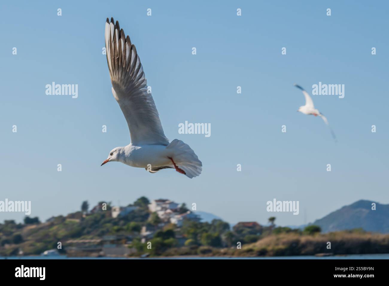 a seagull in flight against a backdrop of a clear blue sky and a picturesque coastal town. Stock Photo
