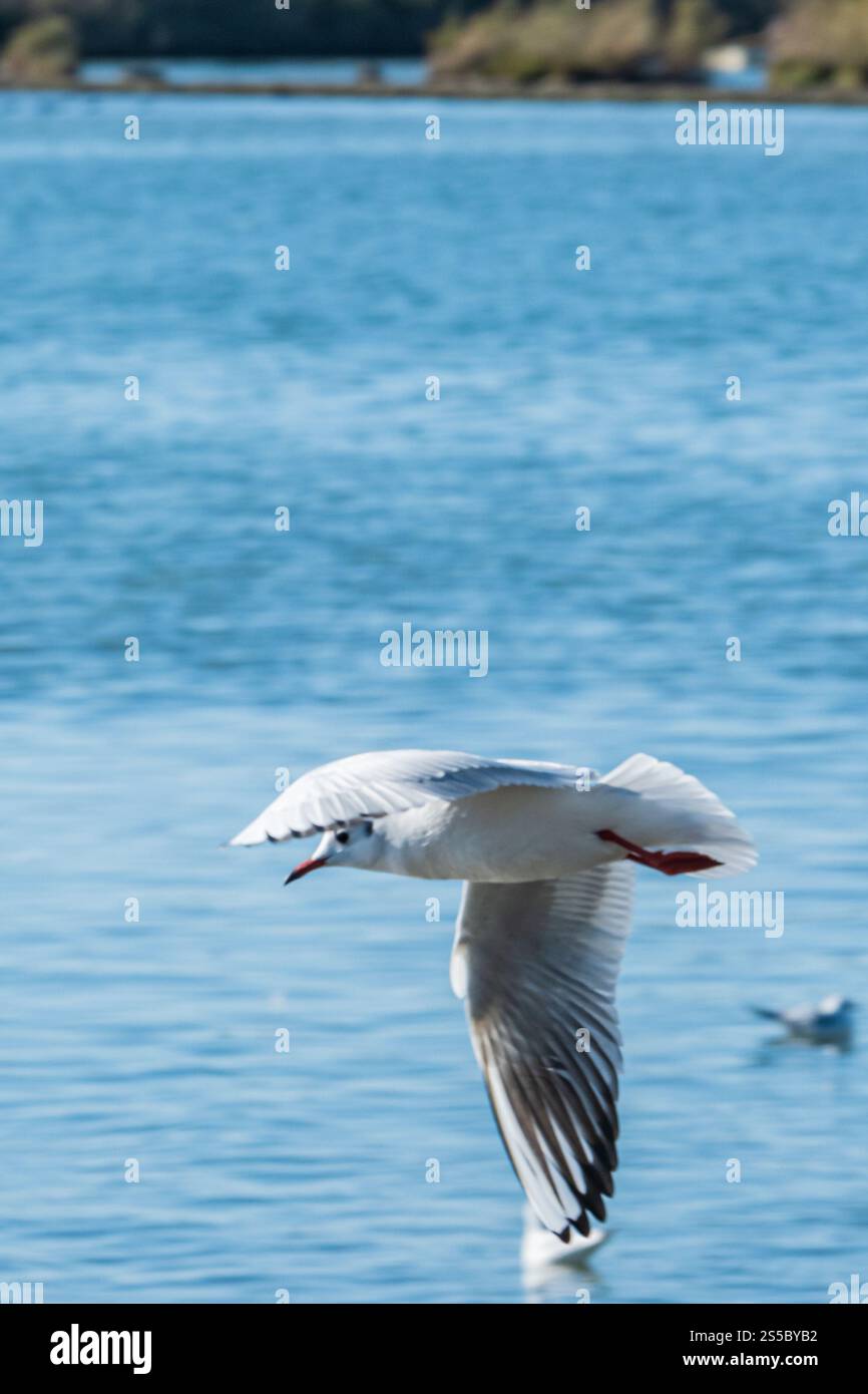 Black-headed Gull in mid-flight, soaring gracefully over a serene body of water. Stock Photo