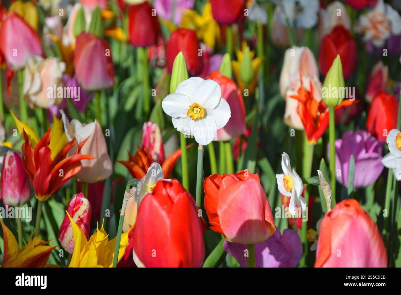 Spring tulips and daffodils in Keukenhof garden. Colorful spring ...