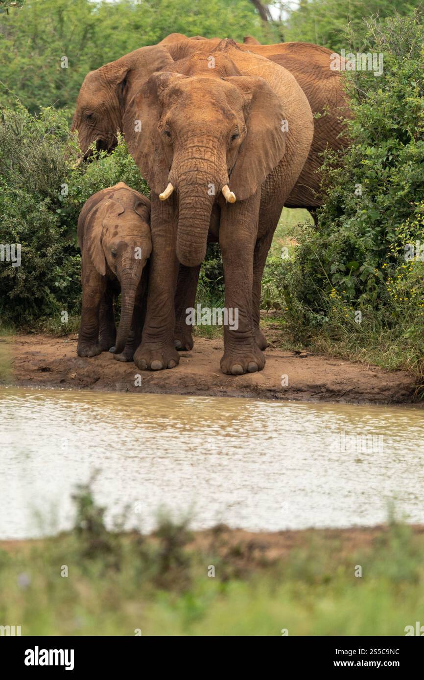 A magnificent Elephant Mother and her playful Calf can be seen at a ...