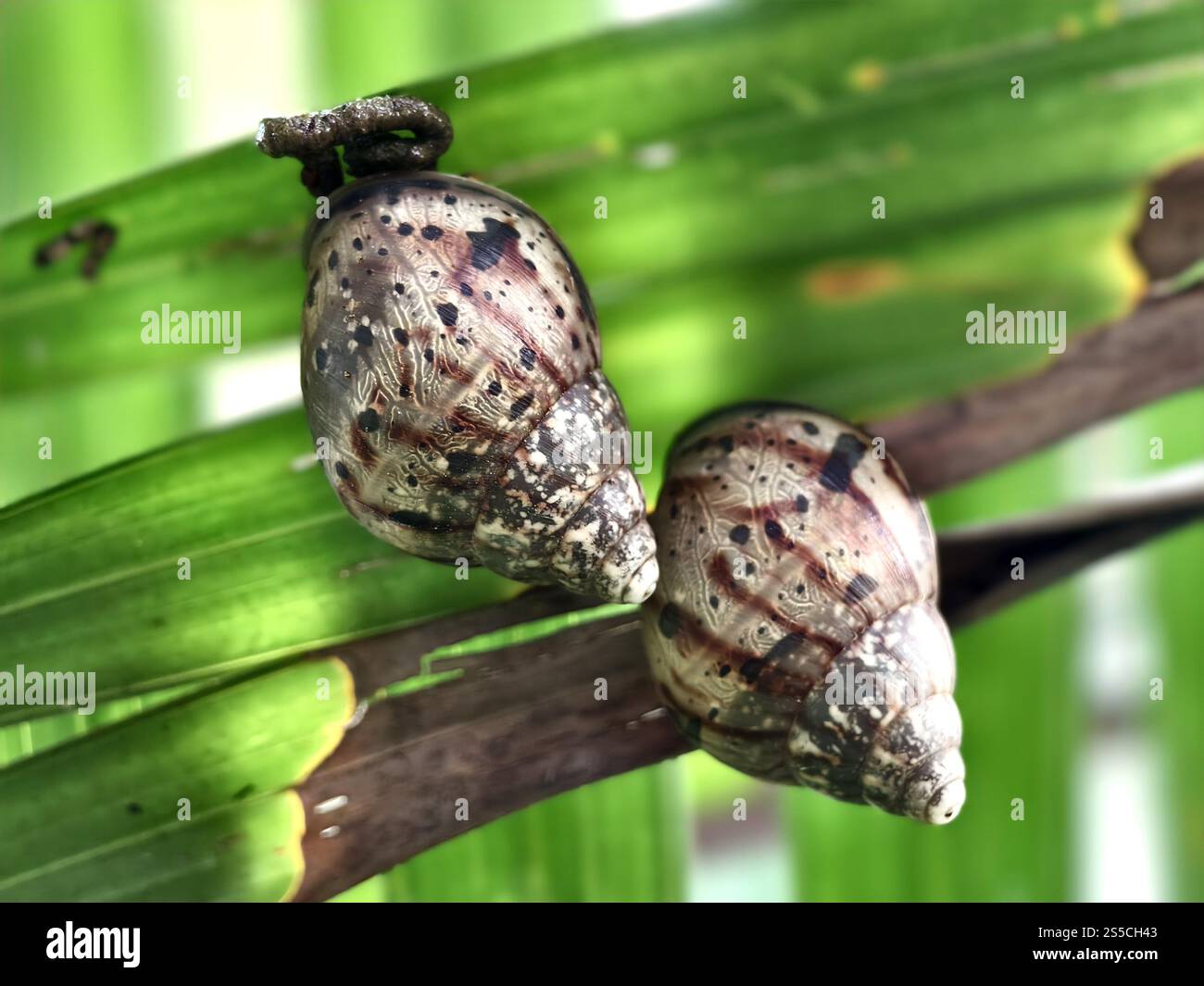 Shell Movement Spiral movement of shells hi-res stock photography and images - Alamy