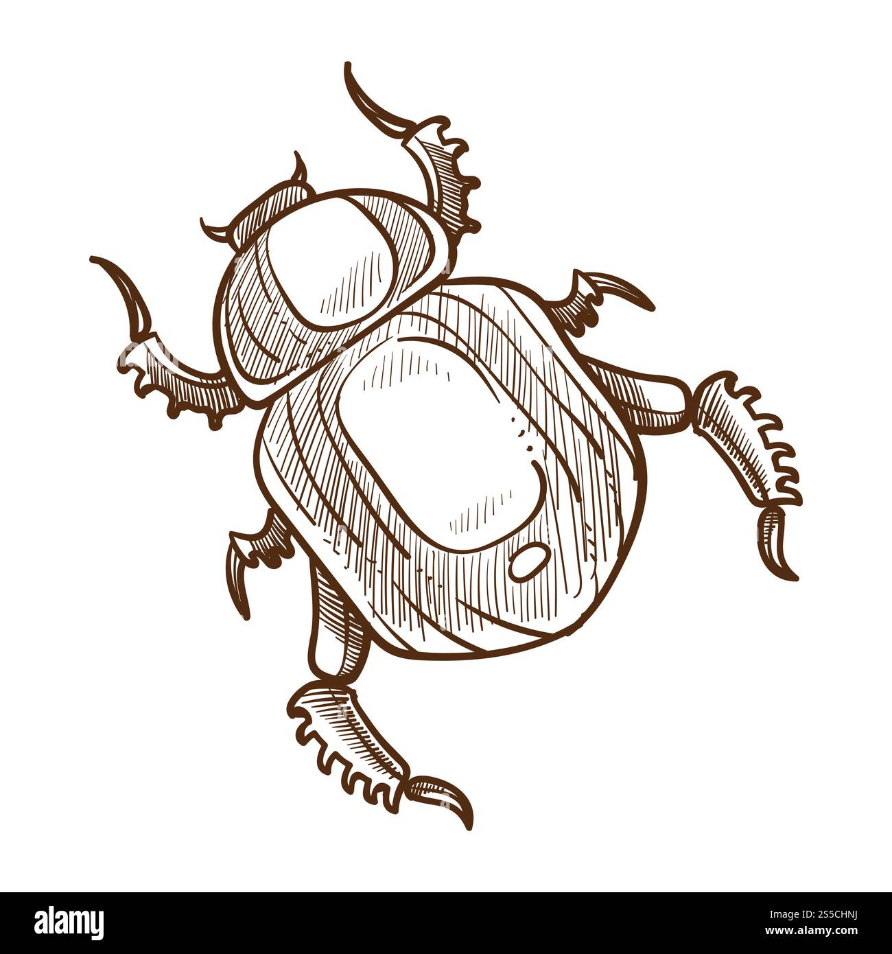 Beetle monochrome sketch outline insect with body and head, legs. Bug having specialized fore-wings, modified into elytra cases covering protecting hind wings abdomen isolated on vector illustration. Beetle monochrome sketch outline insect white vector illustration Stock Vector